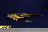 藏品(灰喉山椒鳥)的圖片